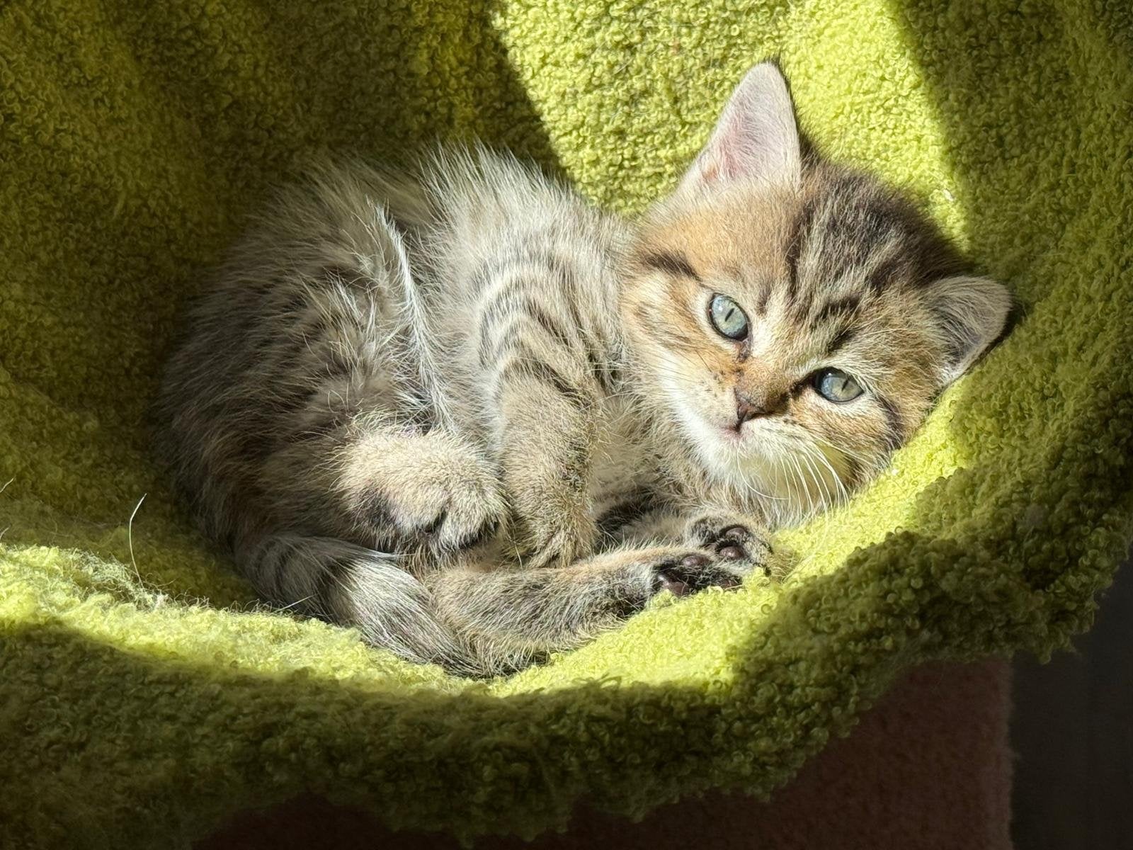 Britse Korthaar poesje zoekt een gouden mandje!, Poes, Kortharig, 0 tot 2 jaar