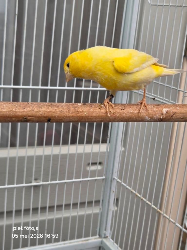 koppel man waterslager pop timbrado, Dieren en Toebehoren, Meerdere dieren, Zangkanarie