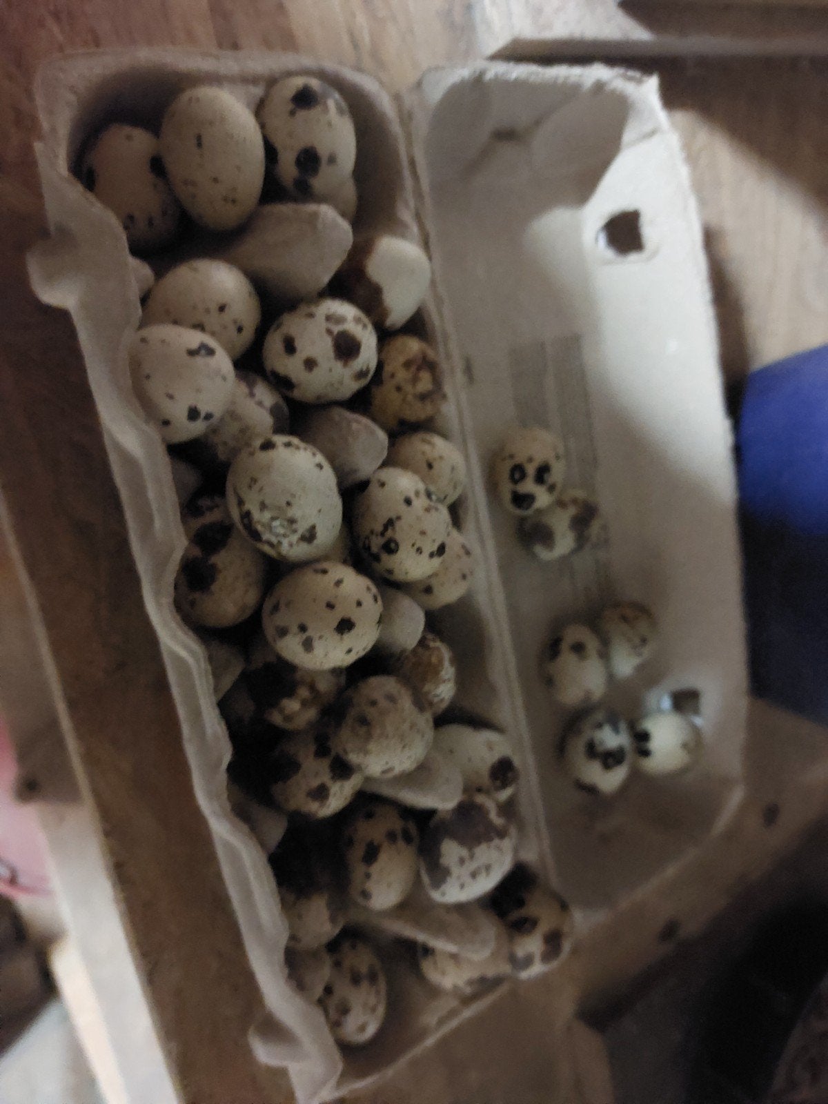 Broedeieren japanse kwartel, Dieren en Toebehoren, Geslacht onbekend, Overige soorten