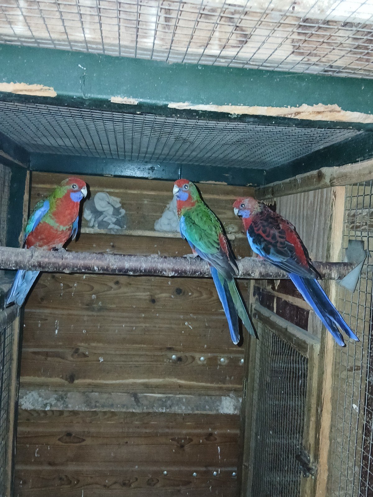tevkoop mooie rode penanten, Meerdere dieren, Parkiet, Geringd