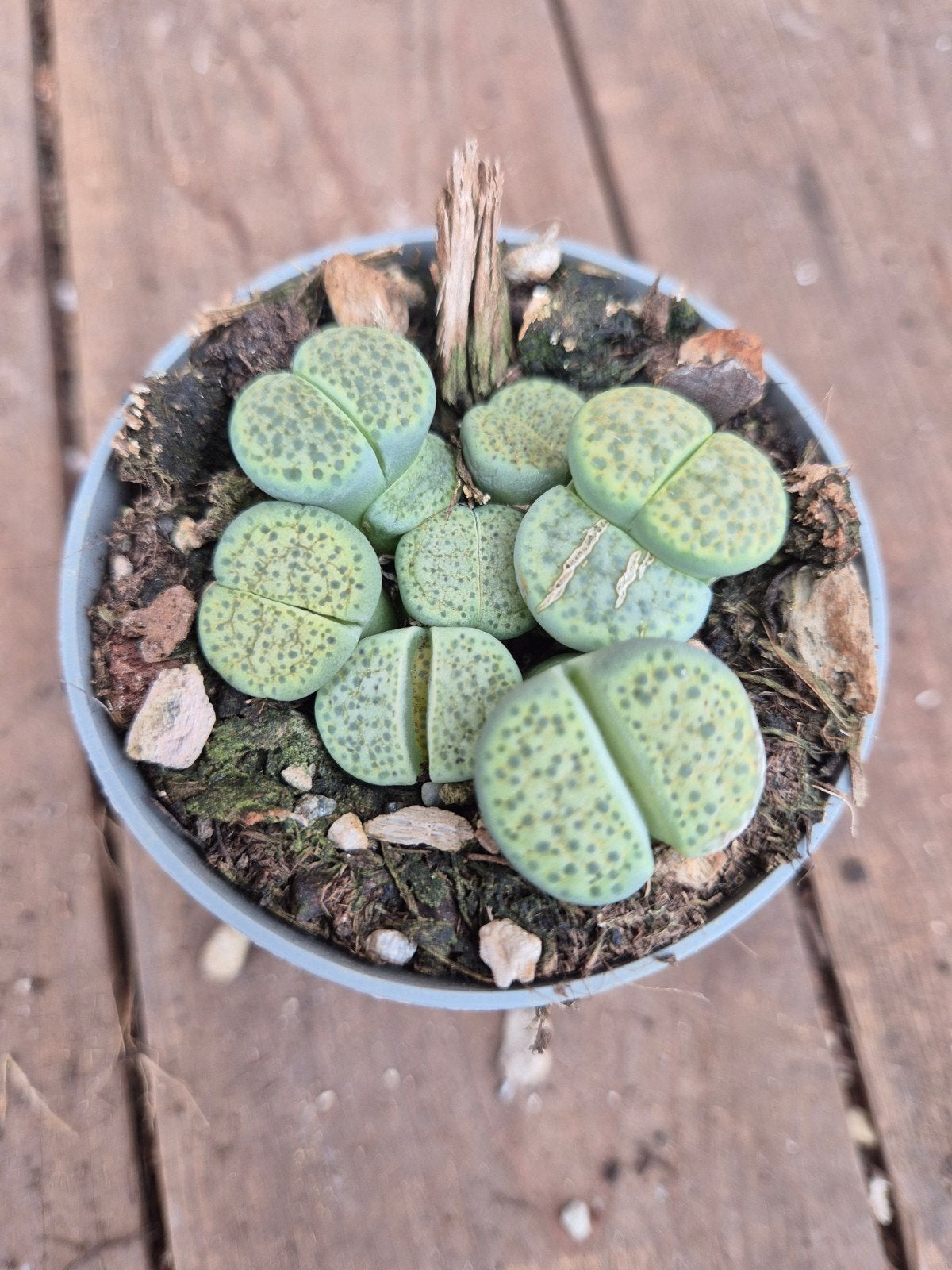 Lithops Gracilidelineata p6,5Lithops Gracilidelineata p6,5, Huis en Inrichting, Ophalen of Verzenden, Halfschaduw, Minder dan 100 cm