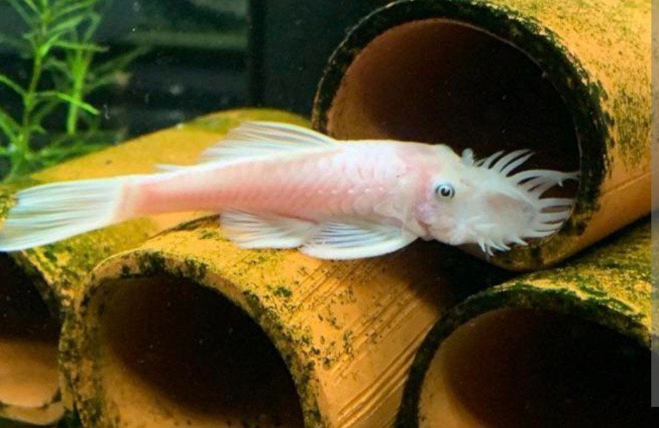 Ancistrus snow white man gezocht, Dieren en Toebehoren, Vis