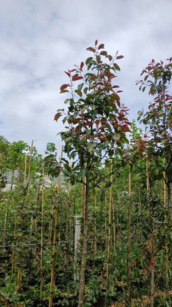 Malus mokum boom (sierappel), Lente, 250 tot 400 cm, Volle zon, In pot