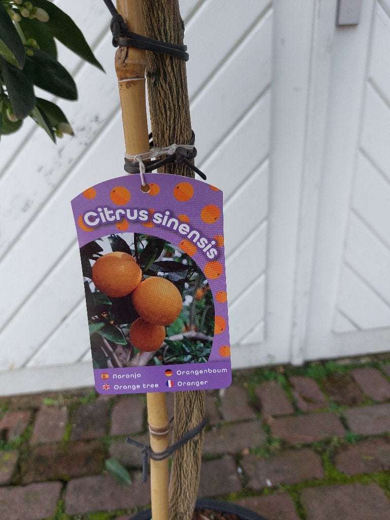 TE KOOP: VERSCHILLENDE SOORTEN CITRUSBOMEN  , Overige soorten, 100 tot 250 cm, Zomer, Ophalen