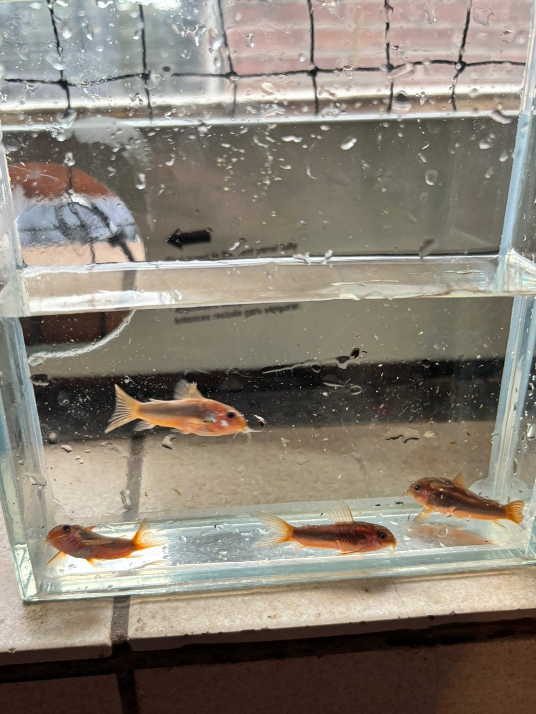 Corydoras red laser 4st, Vis