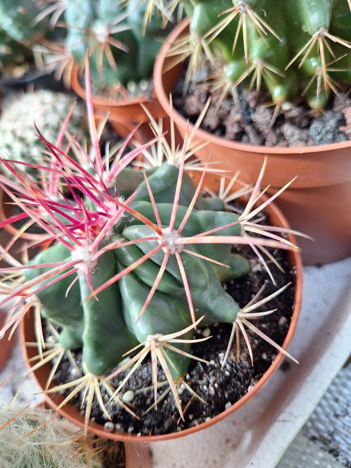 Cactus M, Ophalen of Verzenden, Cactus, Volle zon, Minder dan 100 cm