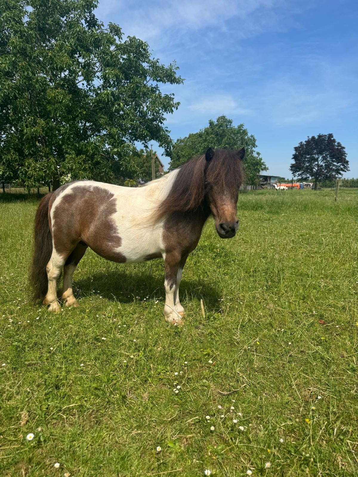 Lieve mini merrie., Merrie