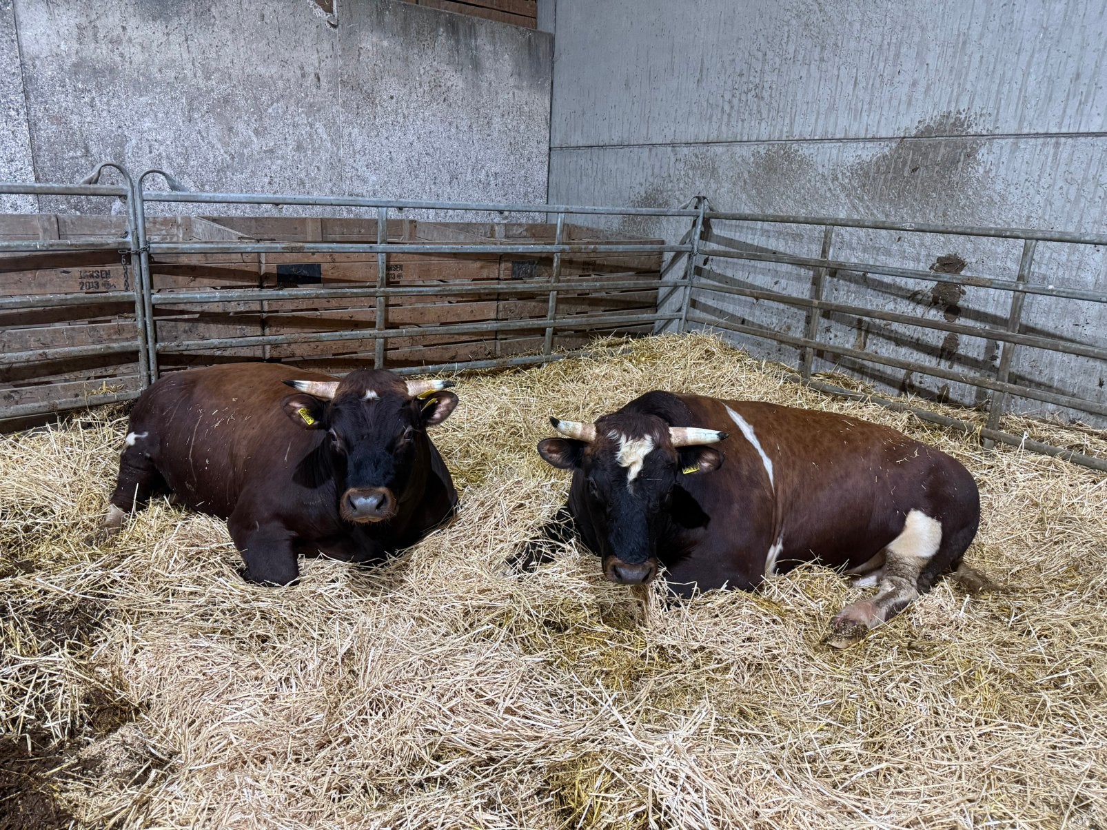 Twee mooie brandrode runderen stieren 2.5 jaar oud, Dieren en Toebehoren, Runderen, Mannelijk, 0 tot 2 jaar