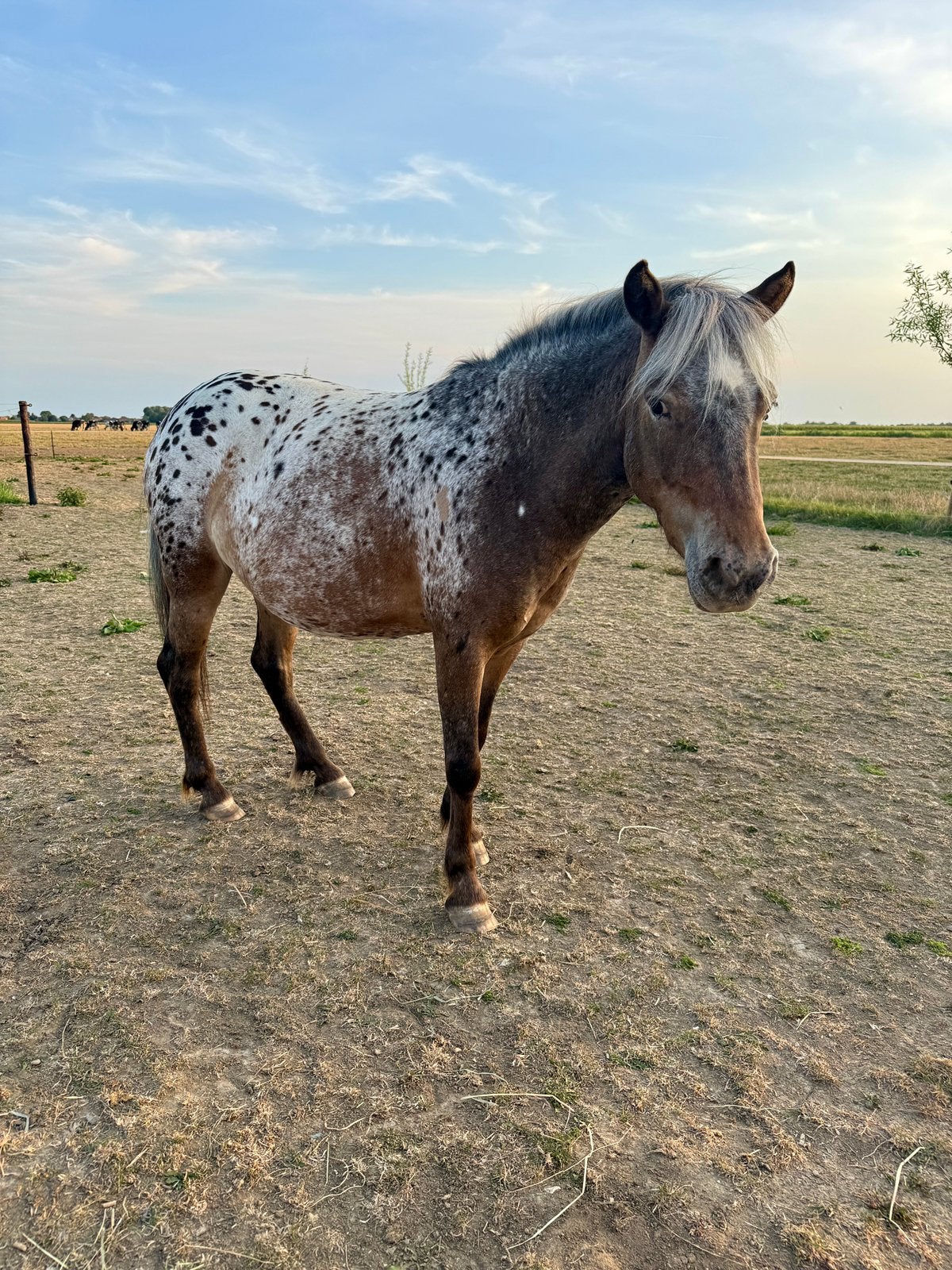Appalooza a pony, Dieren en Toebehoren, Merrie, A pony (tot 1.17m)