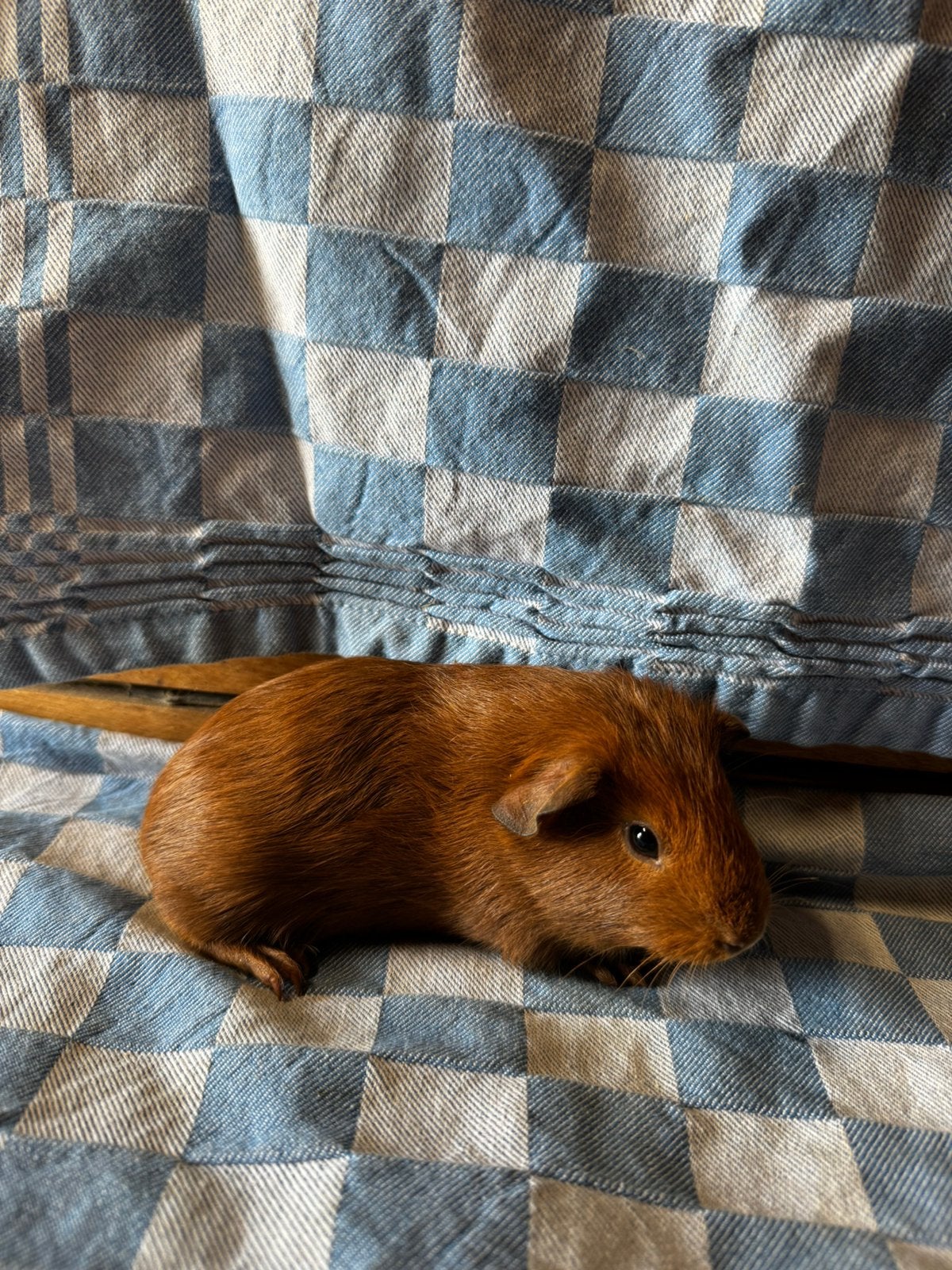 Jonge cavia’s zoeken nieuw huis, Dieren en Toebehoren, Knaagdieren, Meerdere dieren, Cavia, Mei, Tam