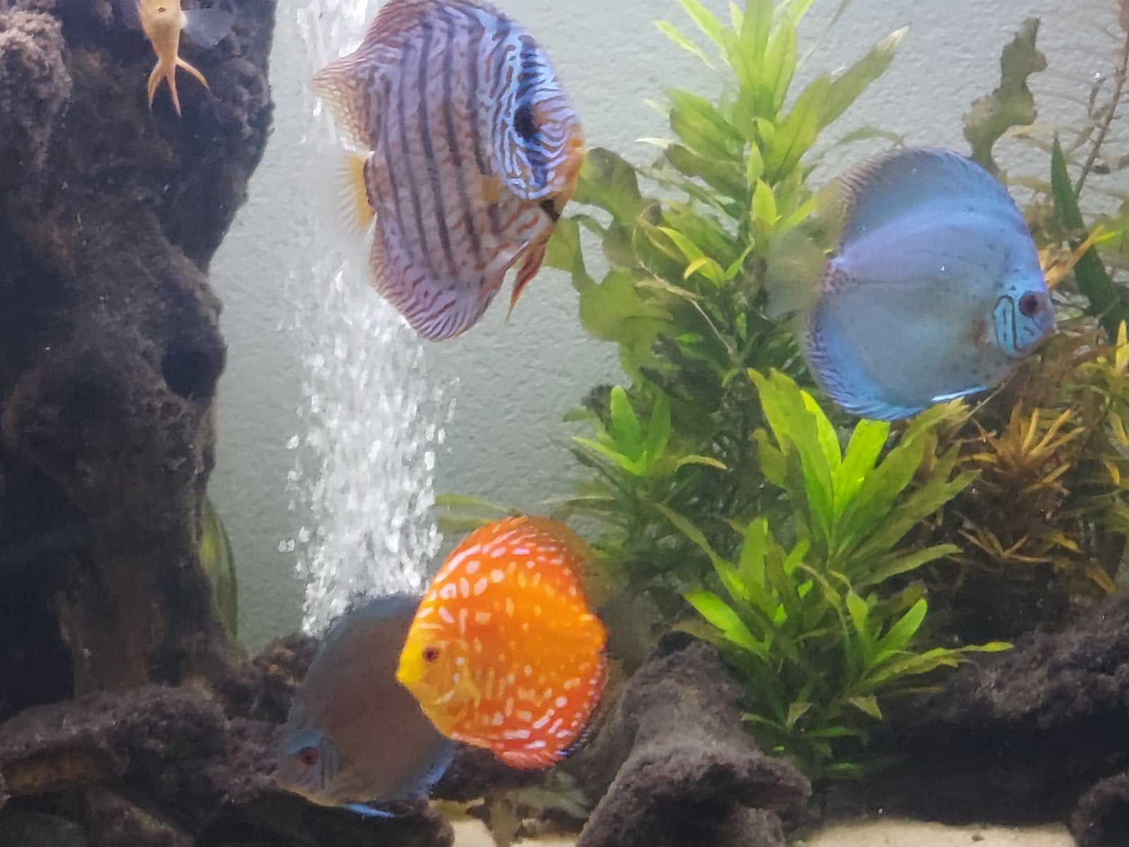 Discusvissen diverse soorten en maten, Dieren en Toebehoren, Vissen | Aquariumvissen, Vis, Zoetwatervis, Schoolvis