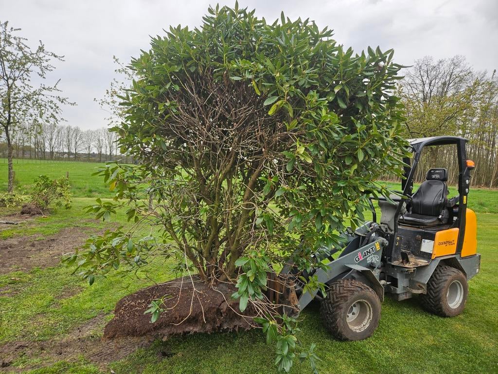 Grote Rhododendron - Direct uit de grond, Tuin en Terras, Vaste plant, Halfschaduw, Lente, Ophalen