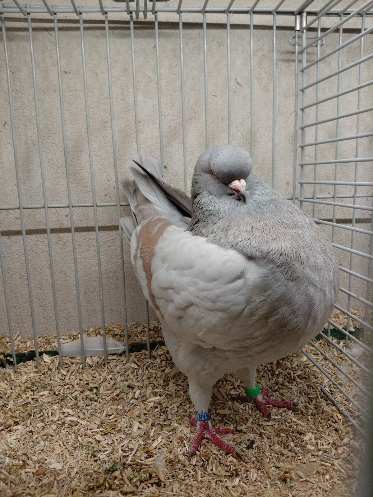 ter overname mooi koppel Engelse Modena's., Dieren en Toebehoren, Meerdere dieren