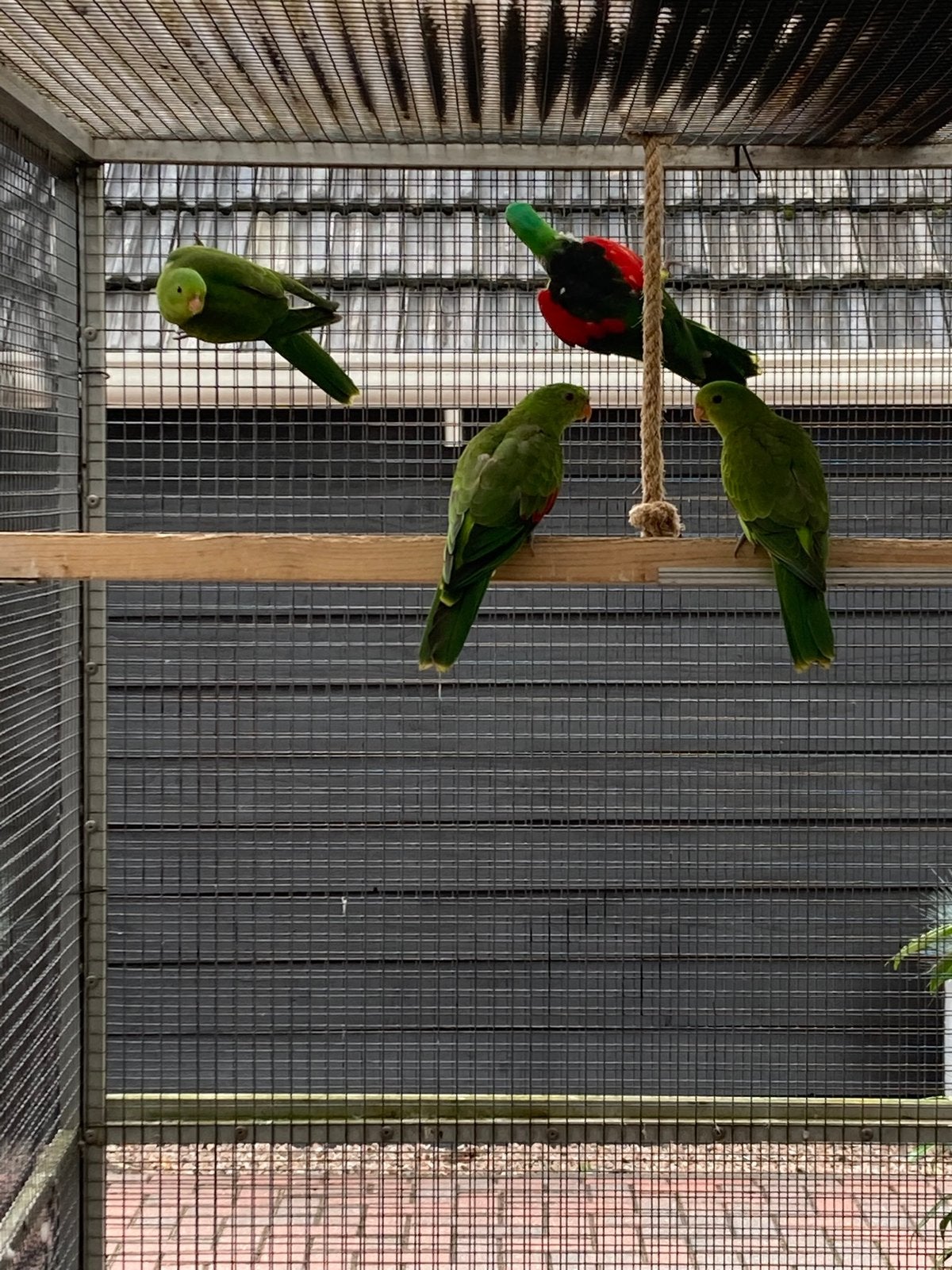 Kweek Koppel Roodvleugels.met twee jongen zie beschrijving, Dieren en Toebehoren, Vogels | Parkieten en Papegaaien, Meerdere dieren