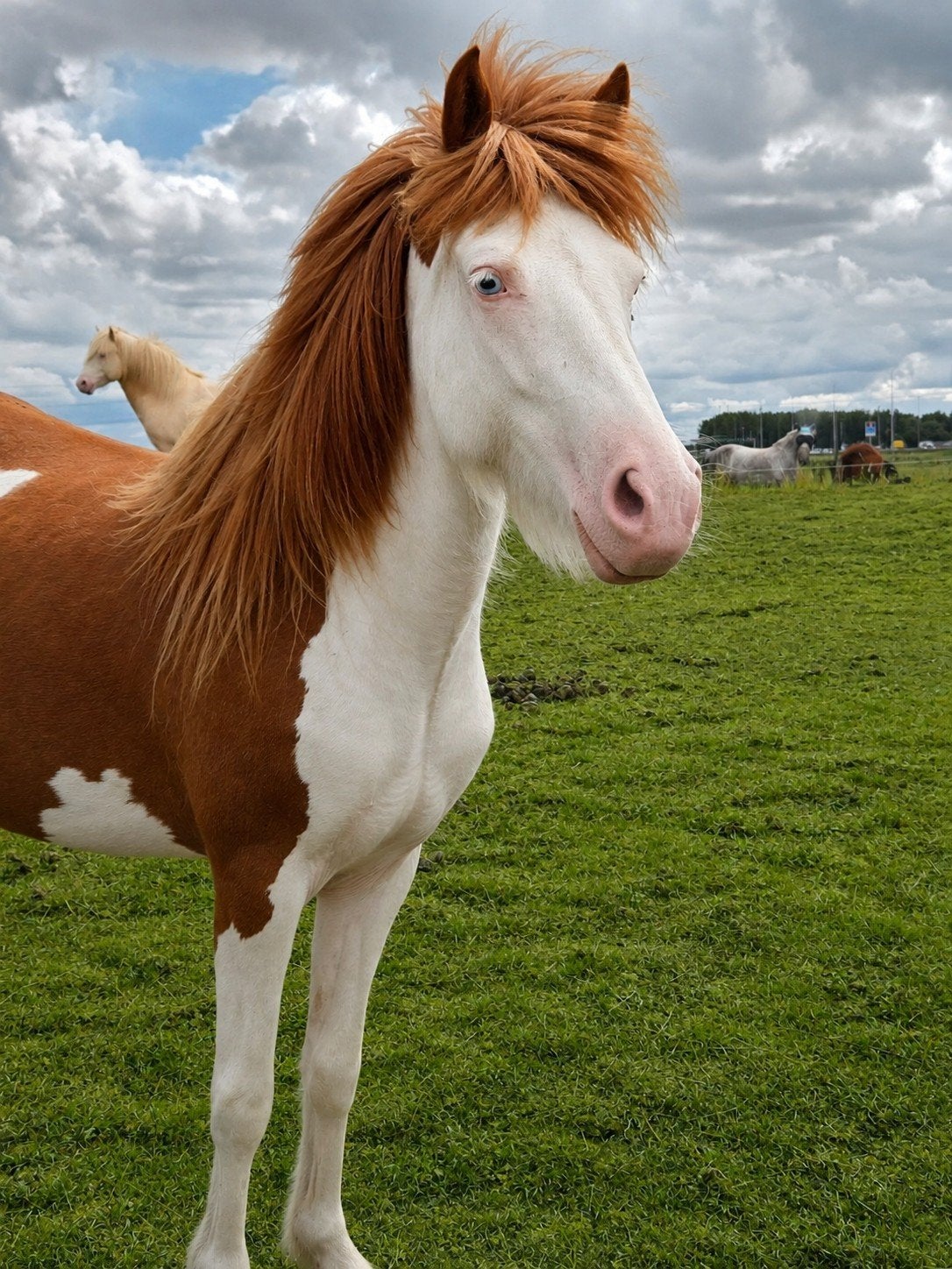 Twee drachtige IJslander merries te koop!, Dieren en Toebehoren, Pony's, Merrie, D pony (1.37m tot 1.48m), Met stamboom, 3 tot 6 jaar