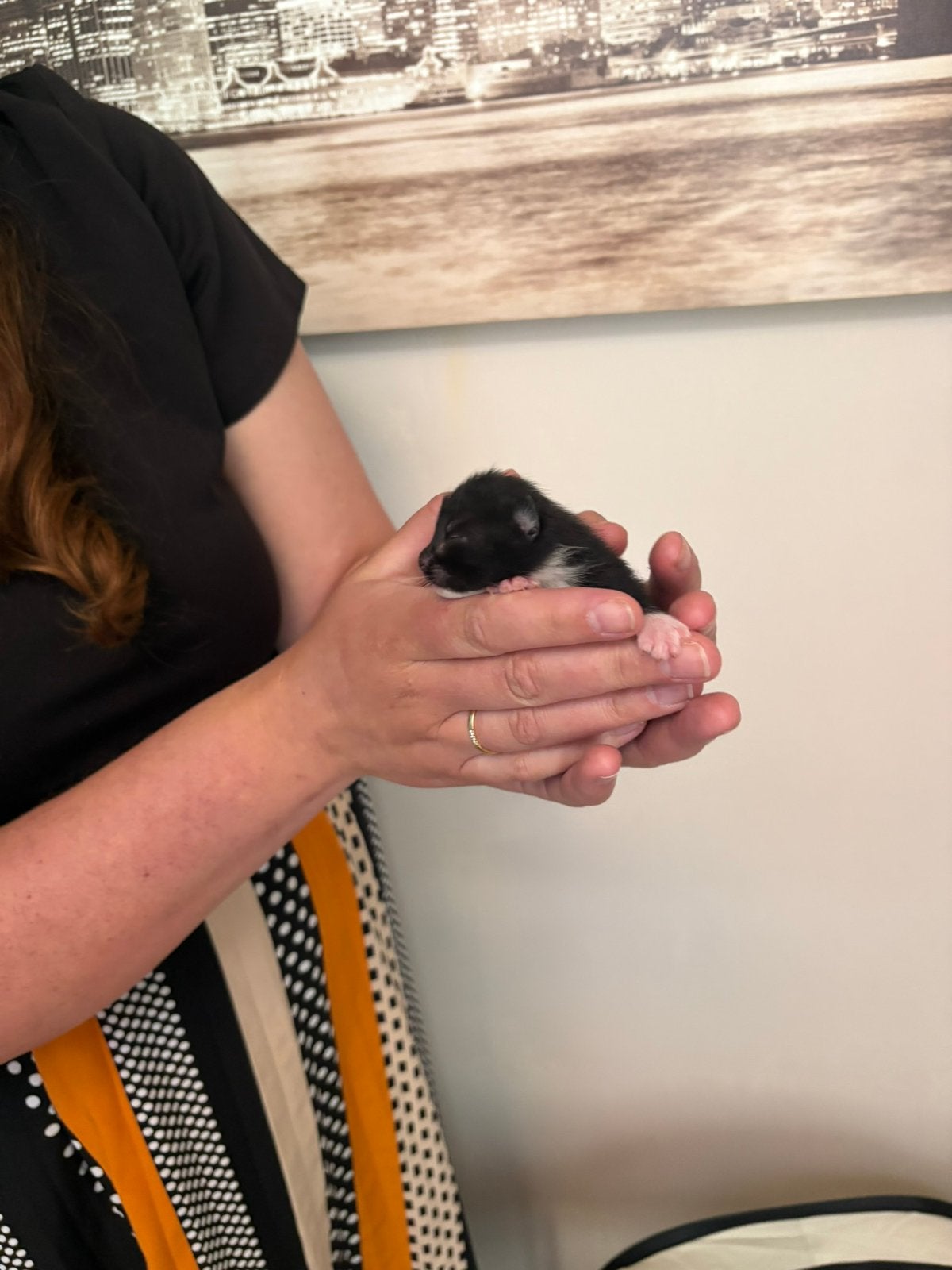 nog 1 kater over, Dieren en Toebehoren, Meerdere dieren, 0 tot 2 jaar