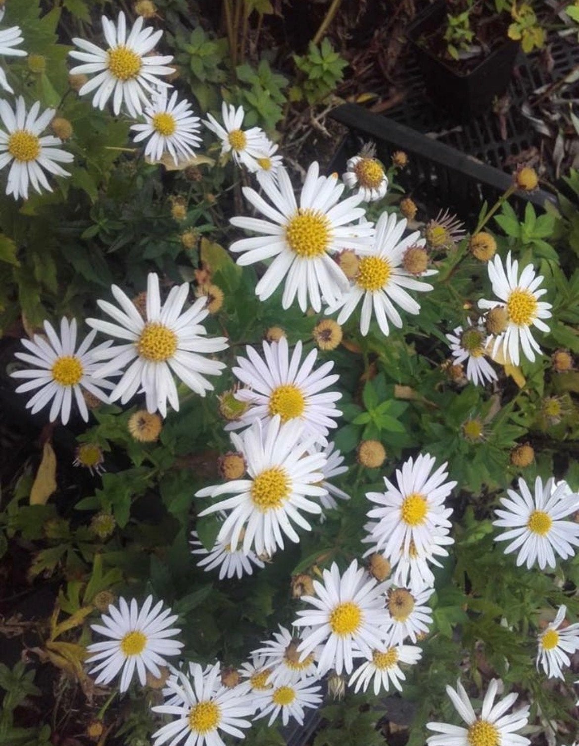 Witte herfstaster - Bloeit prachtig in het najaar!, Tuin en Terras, Planten | Tuinplanten, Volle zon, Vaste plant, Herfst, Ophalen