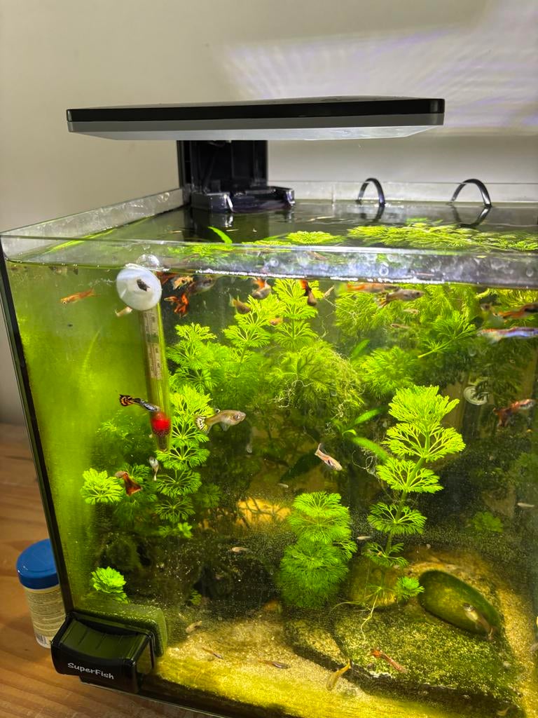 Over te nemen guppies alle maten, Dieren en Toebehoren, Vissen | Aquaria en Toebehoren, Ophalen, Zo goed als nieuw, Gevuld zoetwateraquarium