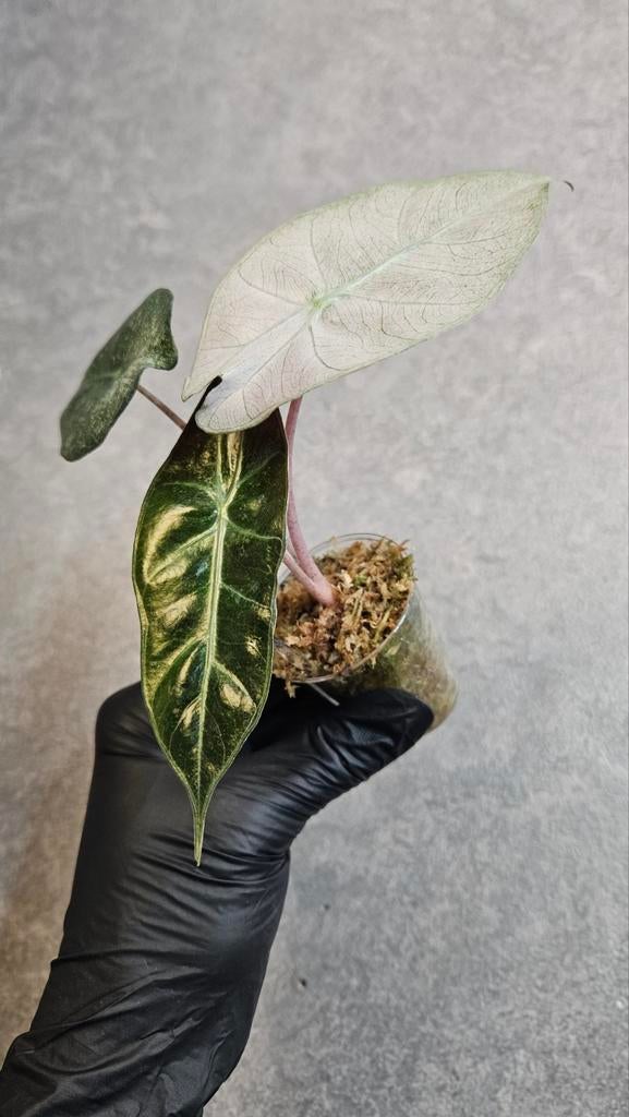 Alocasia Pink Dragon Stardust Variegata, Ophalen of Verzenden, Halfschaduw, Minder dan 100 cm