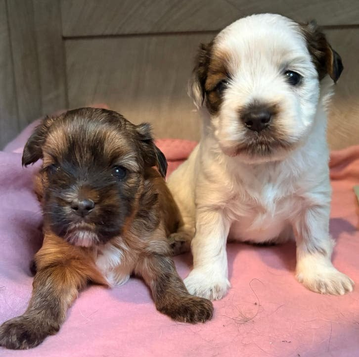 Boomer pups nog 1 reutje, Overige rassen, 8 tot 15 weken, Meerdere, Meerdere dieren