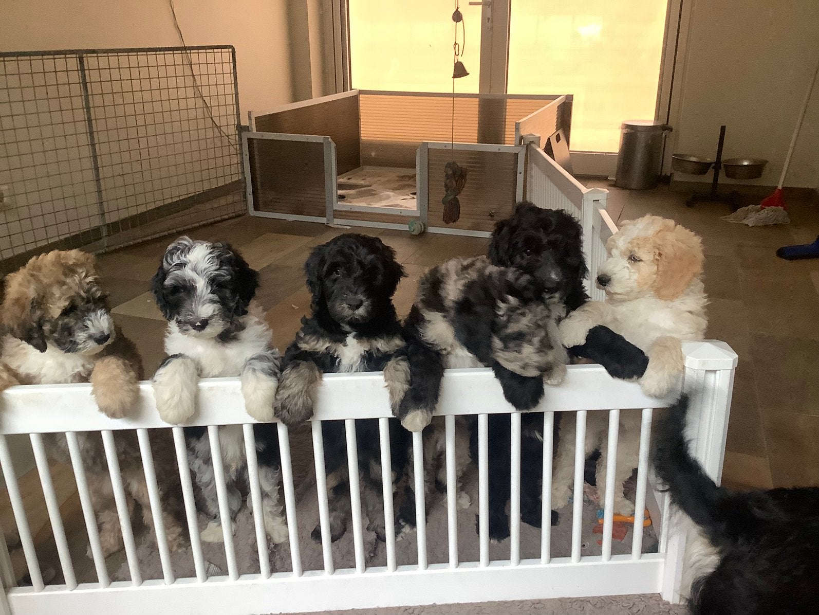Doodle pups, Bernedoodle, Parvo, 8 tot 15 weken, Groot, Meerdere
