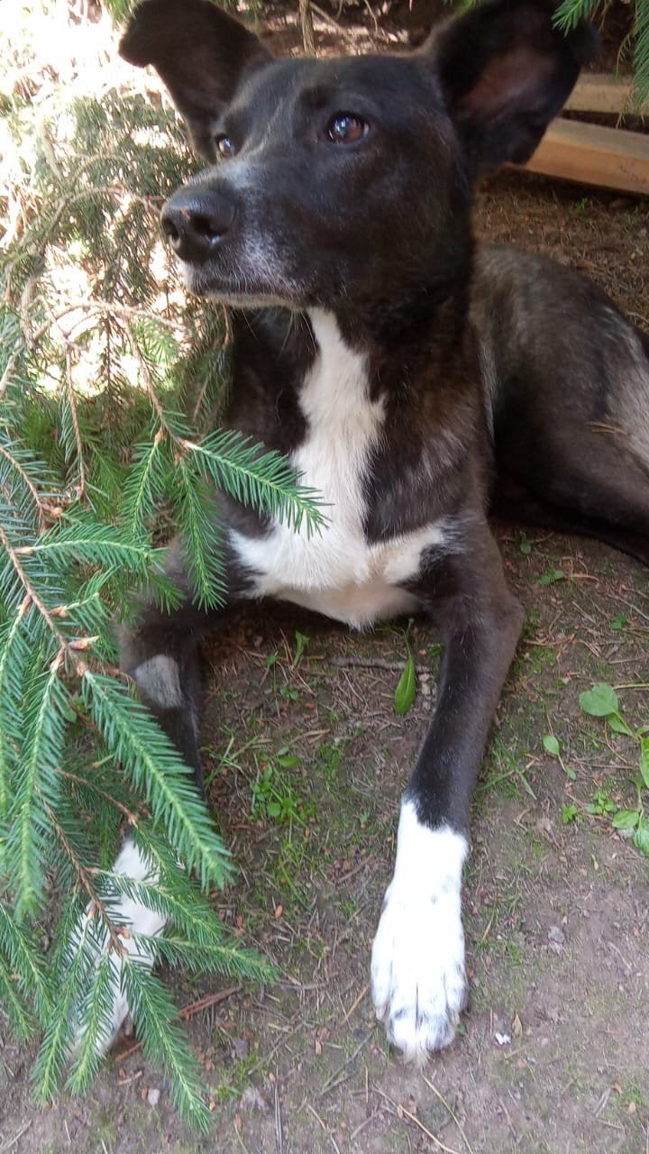 teef Vicky herplaatser middelmaat, Dieren en Toebehoren, Particulier, Buitenland, Teef, Parvo