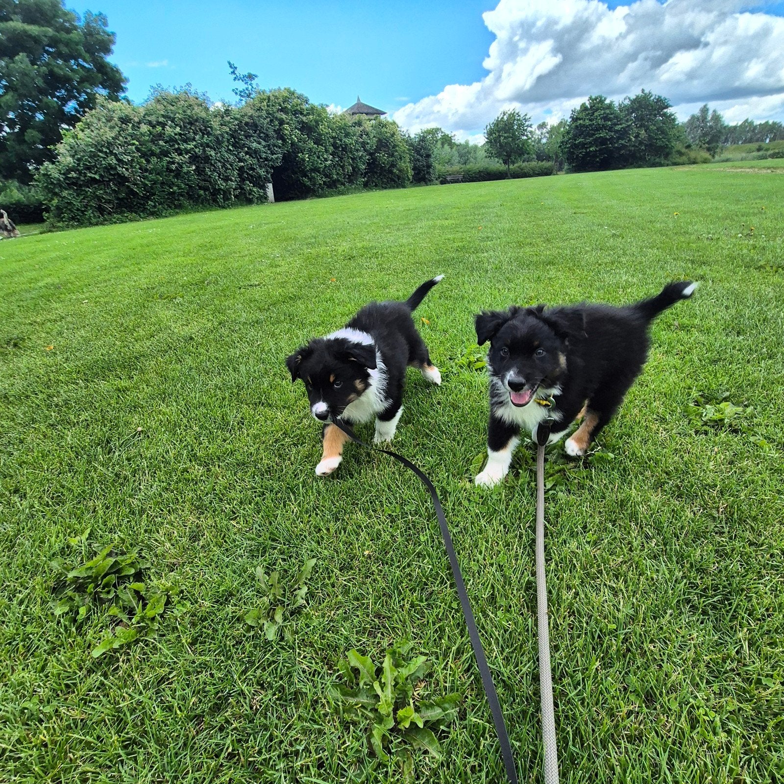 Nog 2 australian shepherd reutjes beschikbaar., Dieren en Toebehoren, Honden | Herdershonden en Veedrijvers, 8 tot 15 weken, Parvo