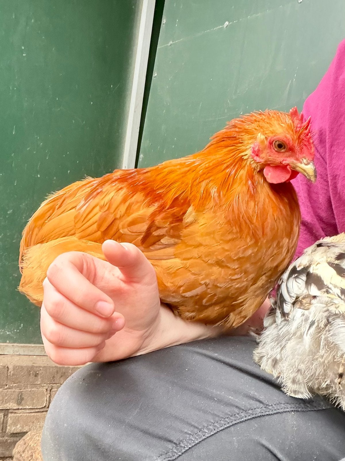 Gonnie, tamme cochin kriel, Dieren en Toebehoren, Mannelijk, Kip
