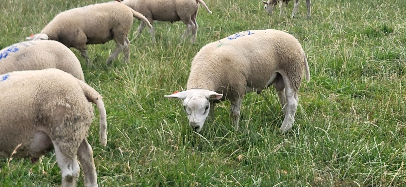 Engelse texelaar Britse Texelaar dekram, Mannelijk, Schaap