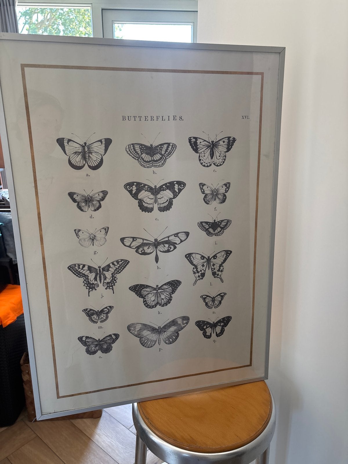 Ingelijste vlinderprint - Decoratieve wandkunst, Ophalen, Gebruikt, Print, 75 – 100