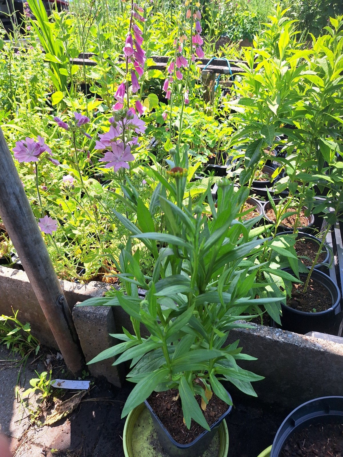Helenium moerheim beauty in 17 cm pot volop met knopen., Volle zon, Vaste plant, Zomer, Ophalen