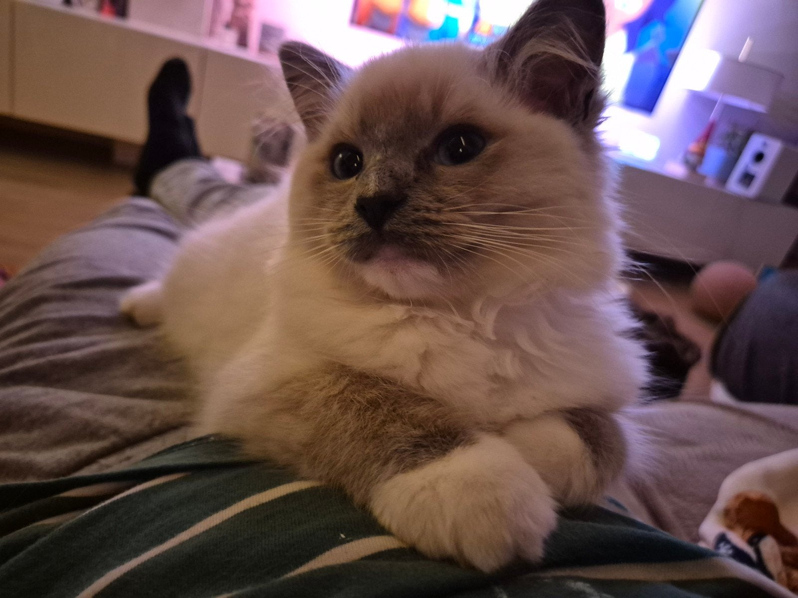 Ragdoll kitten Blue point mitted, Dieren en Toebehoren, Meerdere dieren, 0 tot 2 jaar