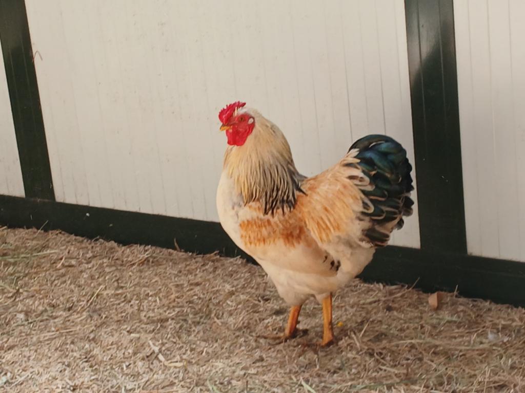 Wyandotte kriel hanen, Dieren en Toebehoren, Pluimvee, Mannelijk, Kip