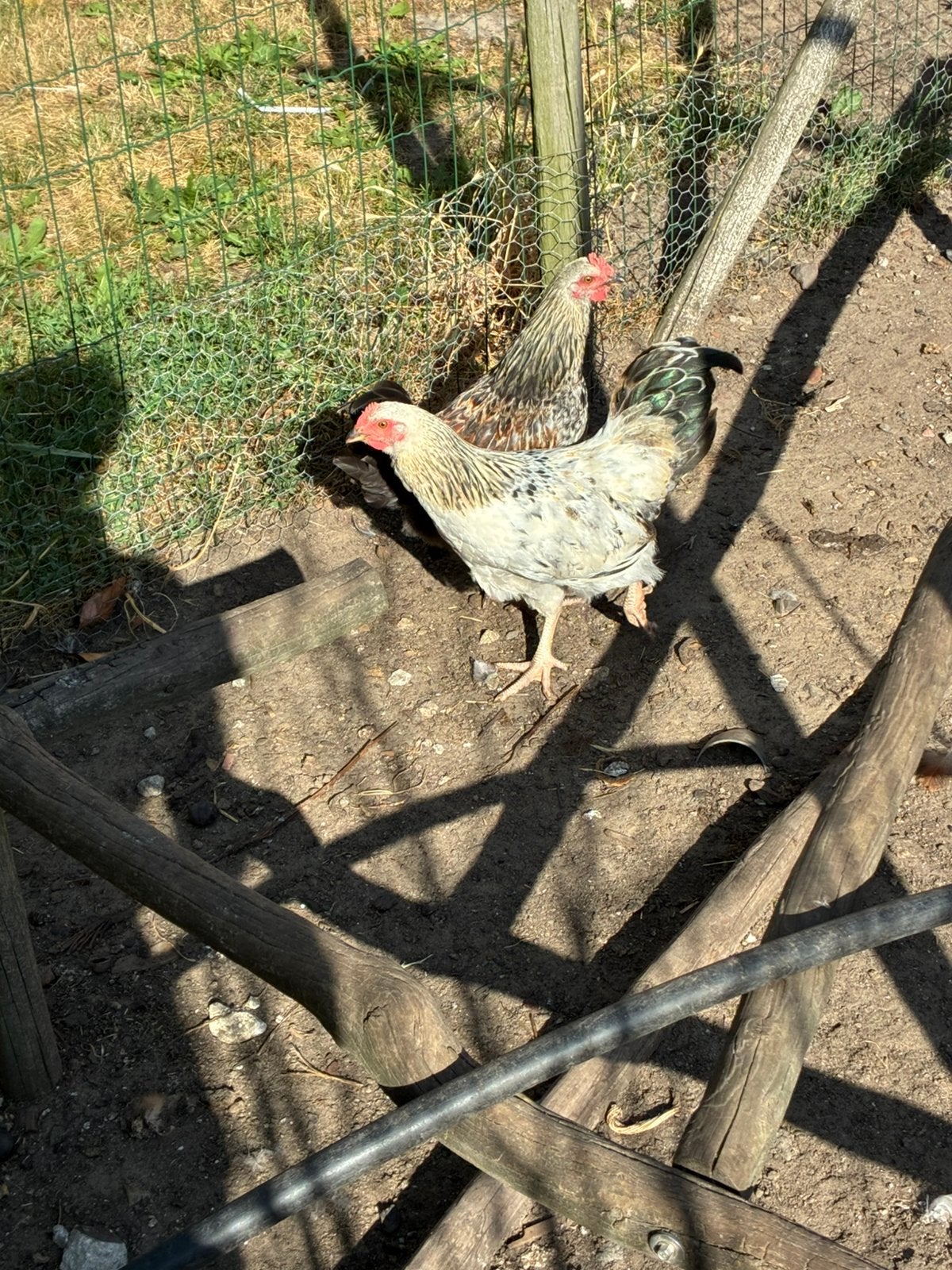 Jonge haantjes, Dieren en Toebehoren, Pluimvee, Mannelijk, Kip