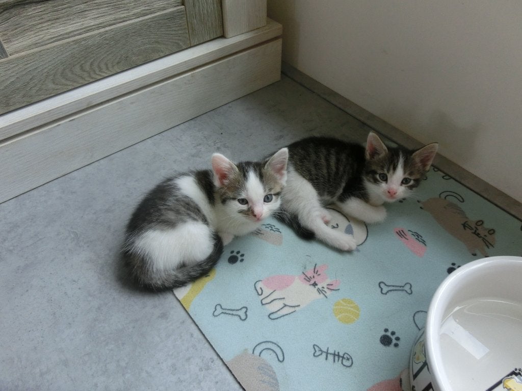 twee hele mooie katertjes zoeken een gouden mandje, Dieren en Toebehoren, Meerdere dieren, Kortharig, 0 tot 2 jaar
