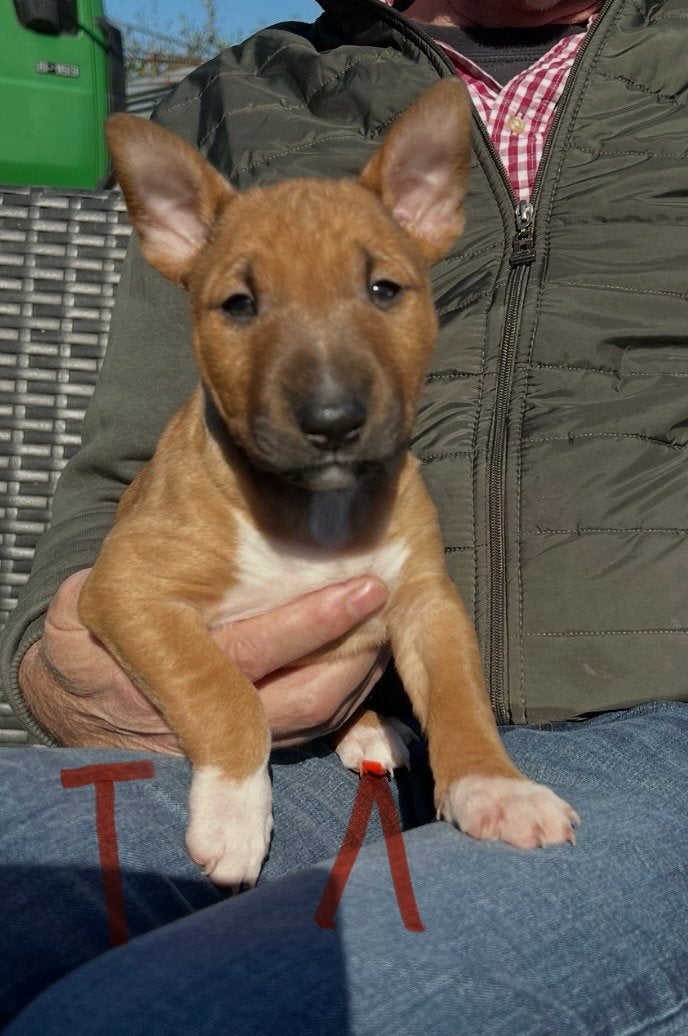 Miniatur Bullterrier Puppys Bull Terrier - Champion Puppys, Bull Terriër, Nederland, 8 tot 15 weken, Meerdere