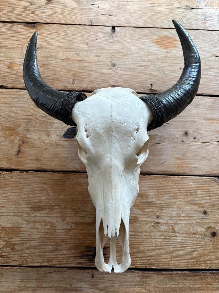 Decoratieve schedel buffel, 44 cm, Decoratieobject, Zo goed als nieuw, Natuurlijk materiaal