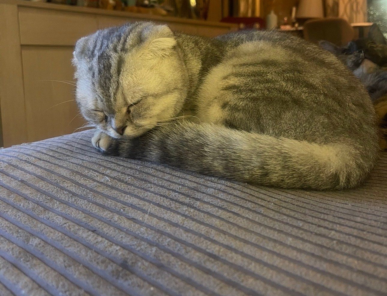 Een gouden mandje gezocht voor Teddy!, Dieren en Toebehoren, Poes, Kortharig, 0 tot 2 jaar
