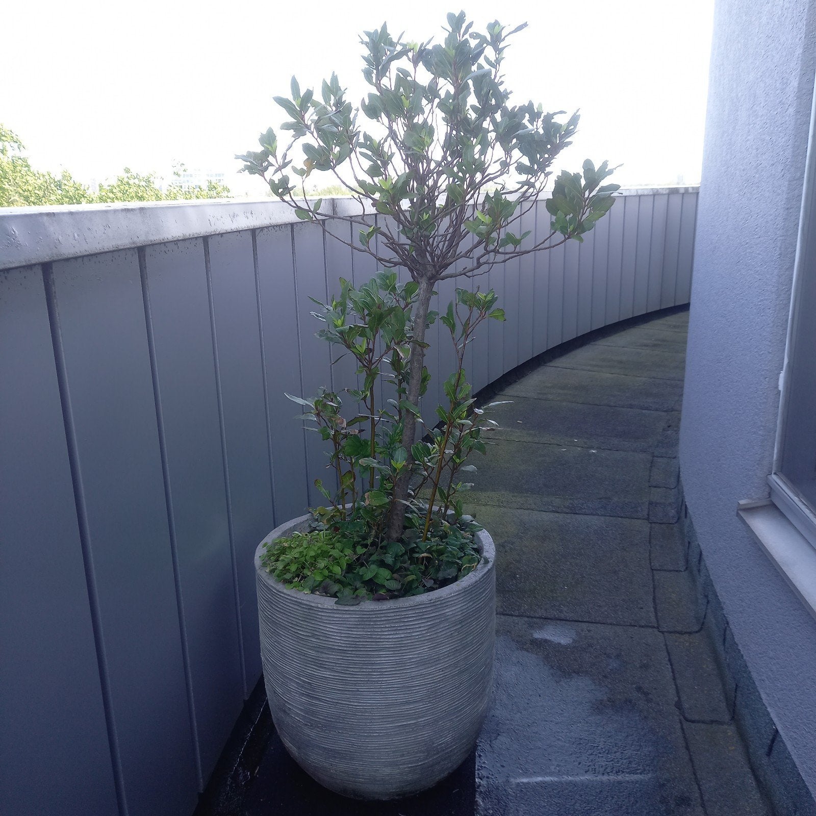 Capi buitenpot grijs met Laurierboompje, Ophalen, Rond, Kunststof