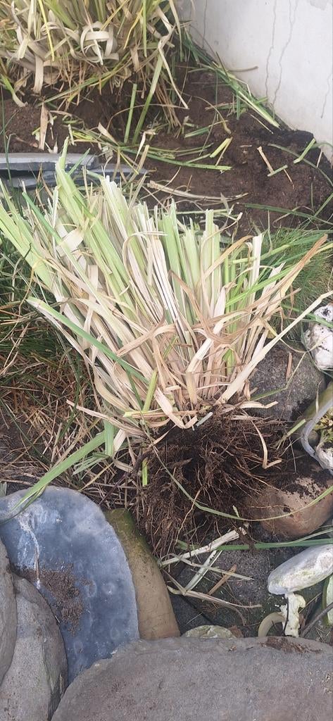 Grote witte pampas gras plant, Tuin en Terras, Planten | Tuinplanten, Ophalen of Verzenden