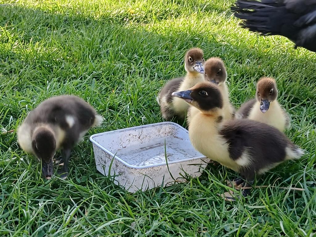 Eendjes zoeken nieuw thuis, Dieren en Toebehoren, Meerdere dieren, Tropenvogel, Tam