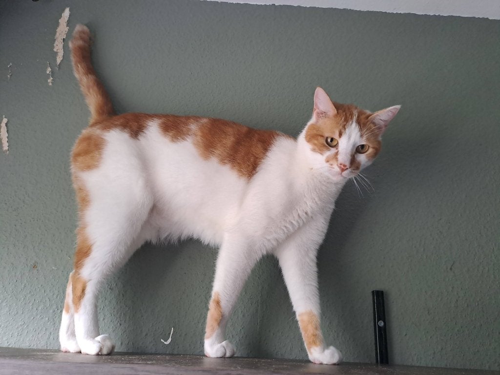 EROS 4jr. Rustig/bescheiden/zachtaardig/vriendelijk/cats, Dieren en Toebehoren, Kater, Kortharig, 3 tot 5 jaar
