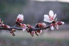 Amandelboom bloesemboom en amandeloogst, Lente, Overige soorten, Volle zon, In pot
