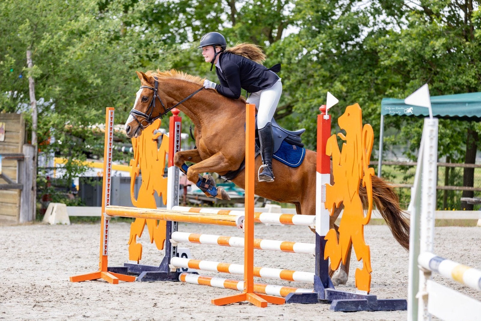 Lieve en brave leerpony d-pony of familiepaardje, Merrie, 11 jaar of ouder