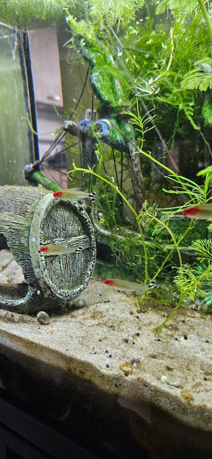 5 rode neus zalm vissen roodneuszalm, Vis