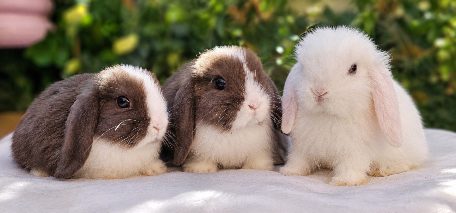 Prachtige minilop x Nhd konijntjes, Dieren en Toebehoren, Meerdere dieren, Klein, Hangoor, 0 tot 2 jaar