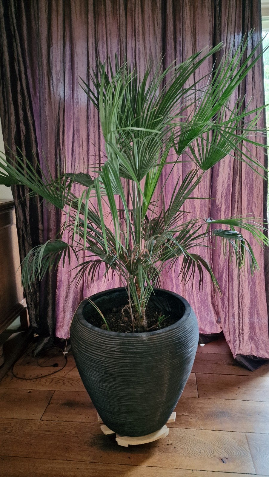 Grote palm in pot, Tuin en Terras, Ophalen, Bloeit niet, Overige soorten, Volle zon