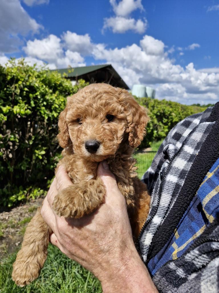 Labradoodle pups te koop, Overige rassen, 8 tot 15 weken, Parvo, Meerdere
