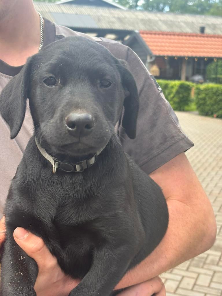 Labrador pup teefje, zwart met stamboom ( wegens annulering), Dieren en Toebehoren, Honden | Retrievers, Spaniëls en Waterhonden