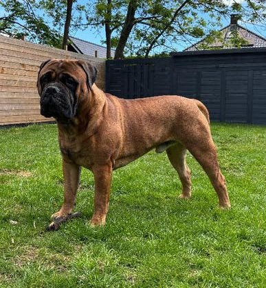 Bullmastiff Bull mastiff Dekreu met stamboom, Parvo, Reu, 1 tot 2 jaar, Meerdere